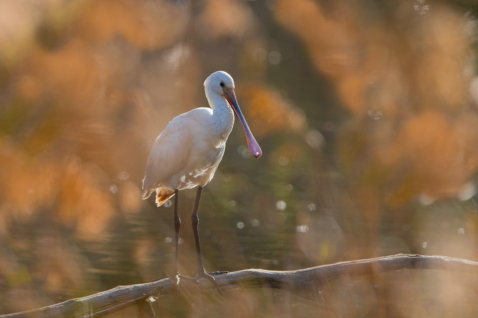 Sortie photo de l'avifaune au Teich (Bassin d'Arcachon)