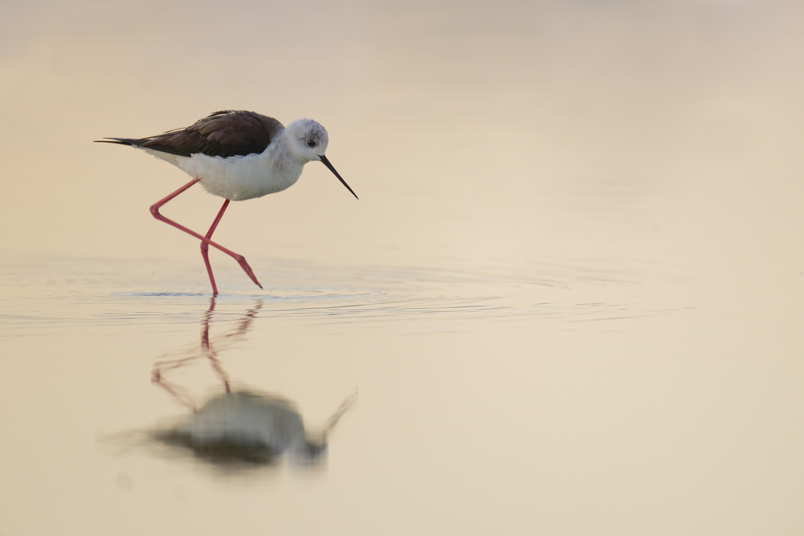 Sortie nature Domaine des Oiseaux