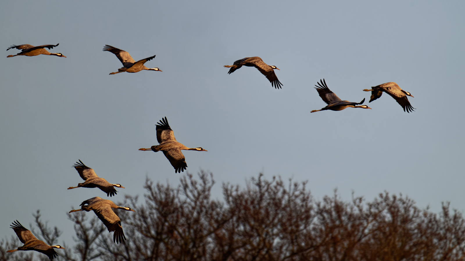 Sortie nature : lac de Puydarrieux (65)